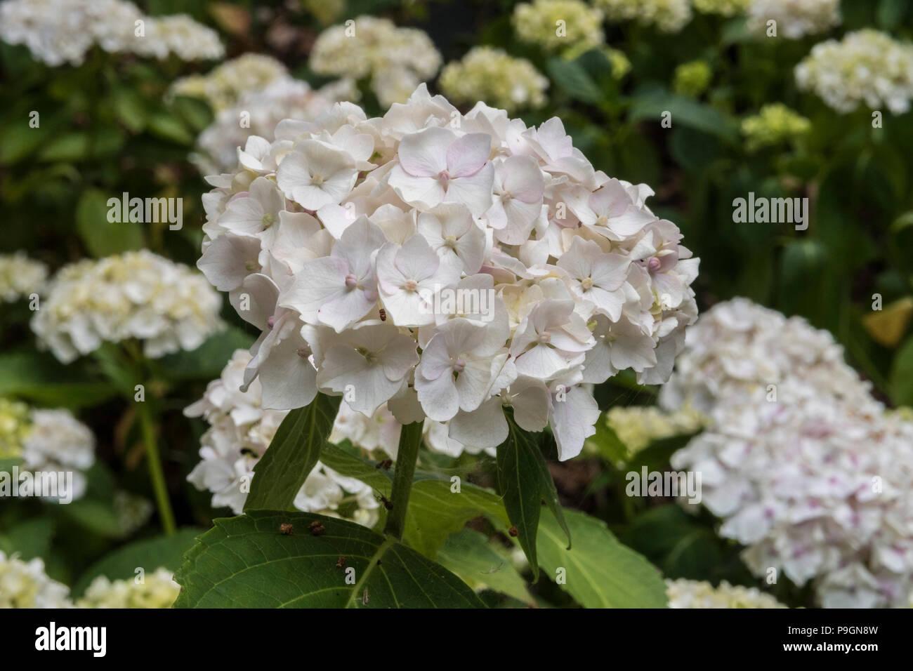 Hydrangea Macrophylla Lanarth White - View 11 from www redcrocus com
