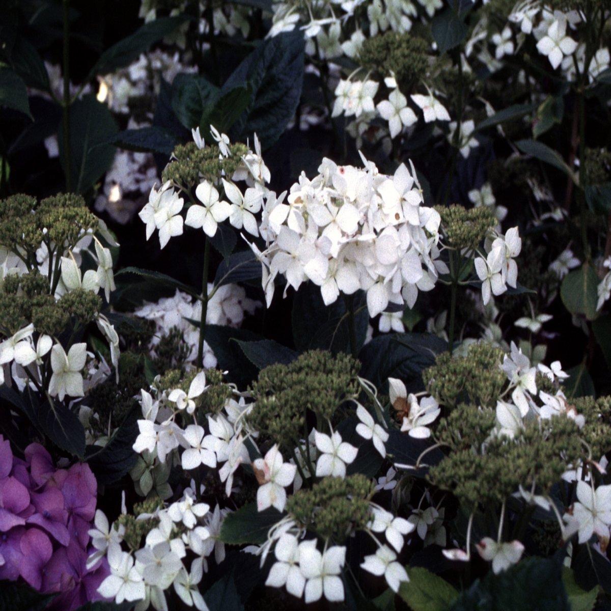 Hydrangea Macrophylla Lanarth White - View 12 from www redcrocus com