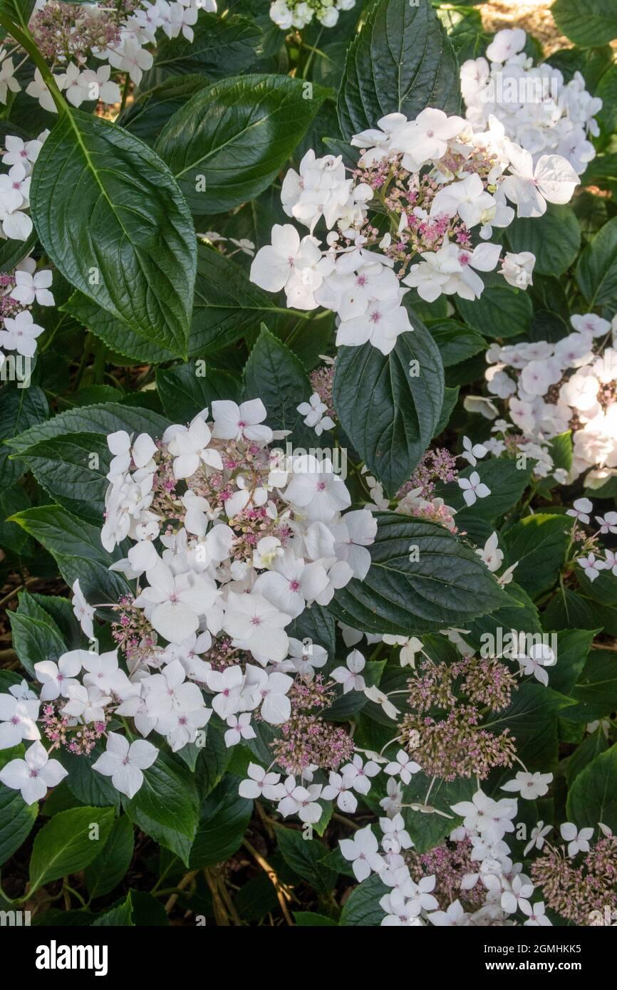 Hydrangea Macrophylla Lanarth White - View 13 from www redcrocus com