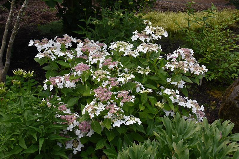 Hydrangea Macrophylla Lanarth White - View 14 from www redcrocus com
