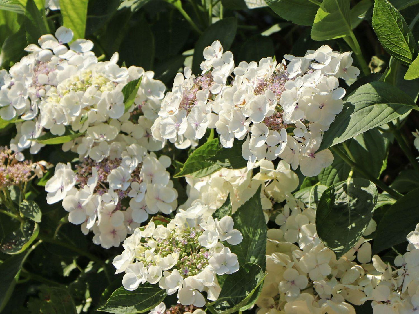 Hydrangea Macrophylla Lanarth White - View 15 from www redcrocus com