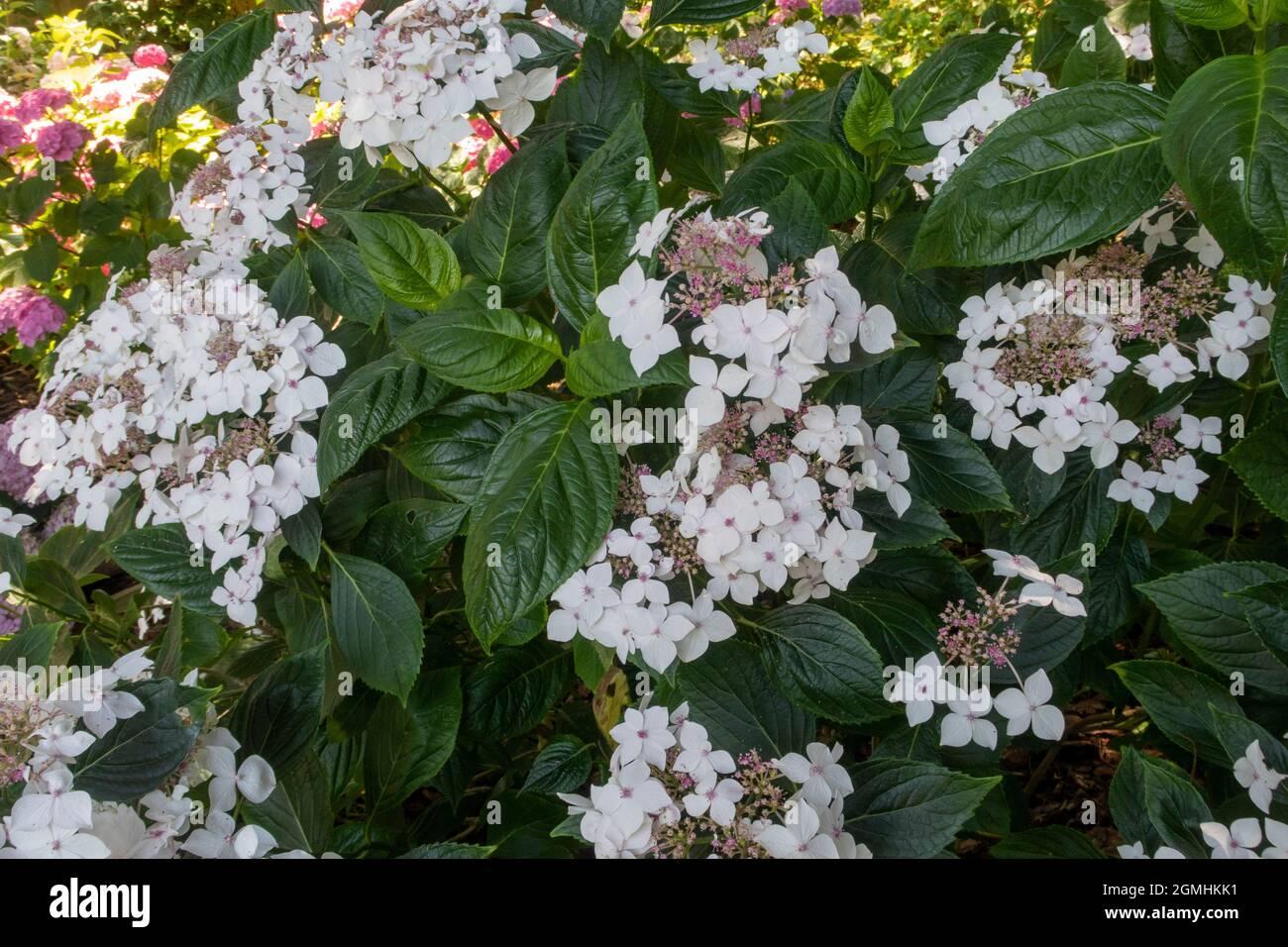 Hydrangea Macrophylla Lanarth White - View 16 from www redcrocus com