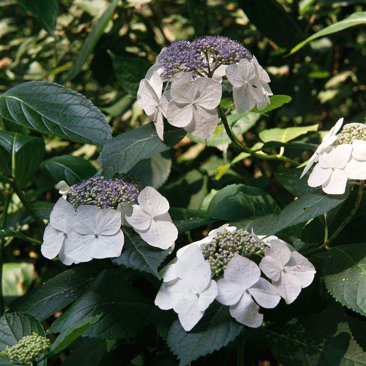 Hydrangea Macrophylla Lanarth White - View 17 from www redcrocus com