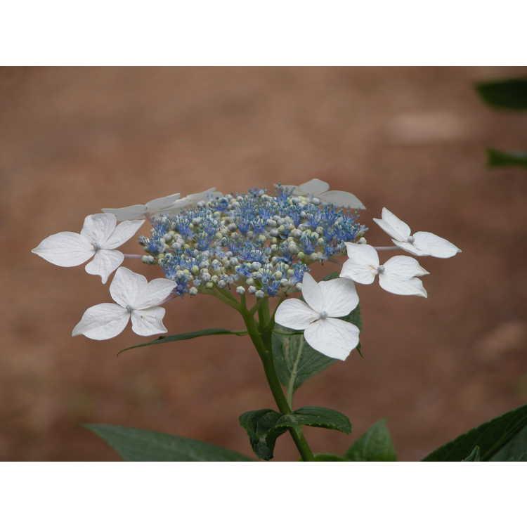 Hydrangea Macrophylla Lanarth White - View 18 from www redcrocus com