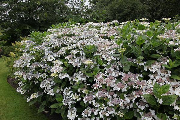 Hydrangea Macrophylla Lanarth White - View 2 from www redcrocus com