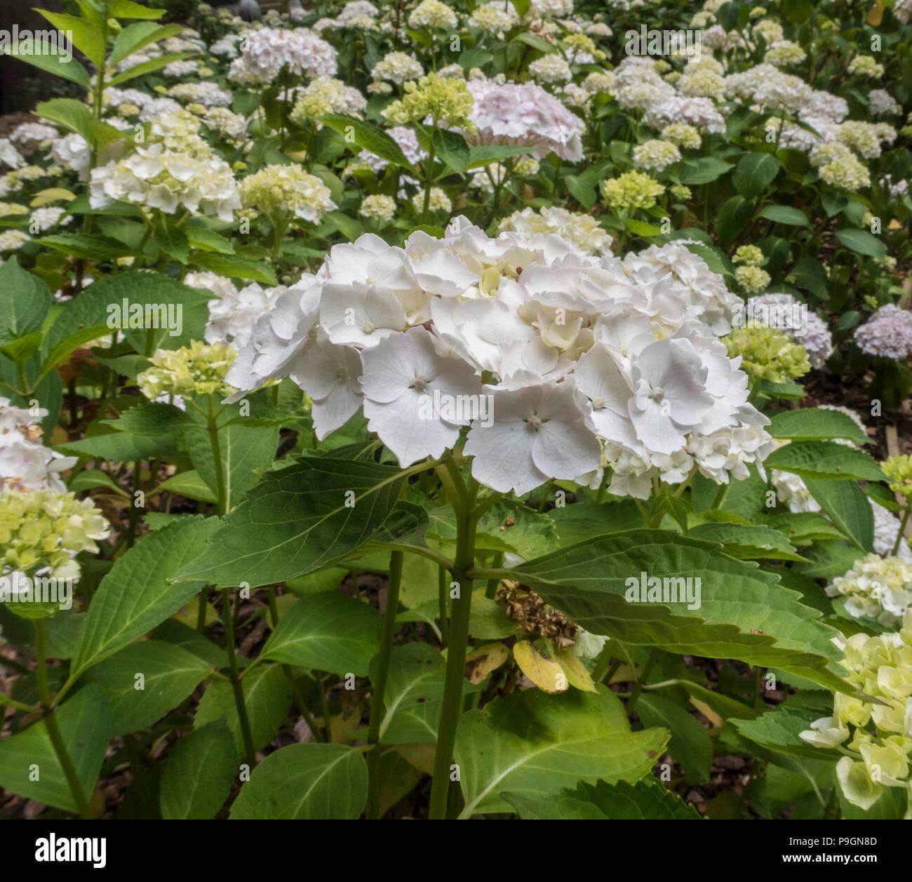 Hydrangea Macrophylla Lanarth White - View 4 from www redcrocus com