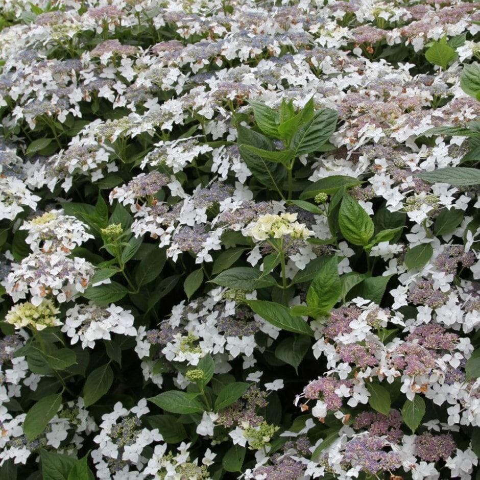 Hydrangea Macrophylla Lanarth White - View 6 from www redcrocus com
