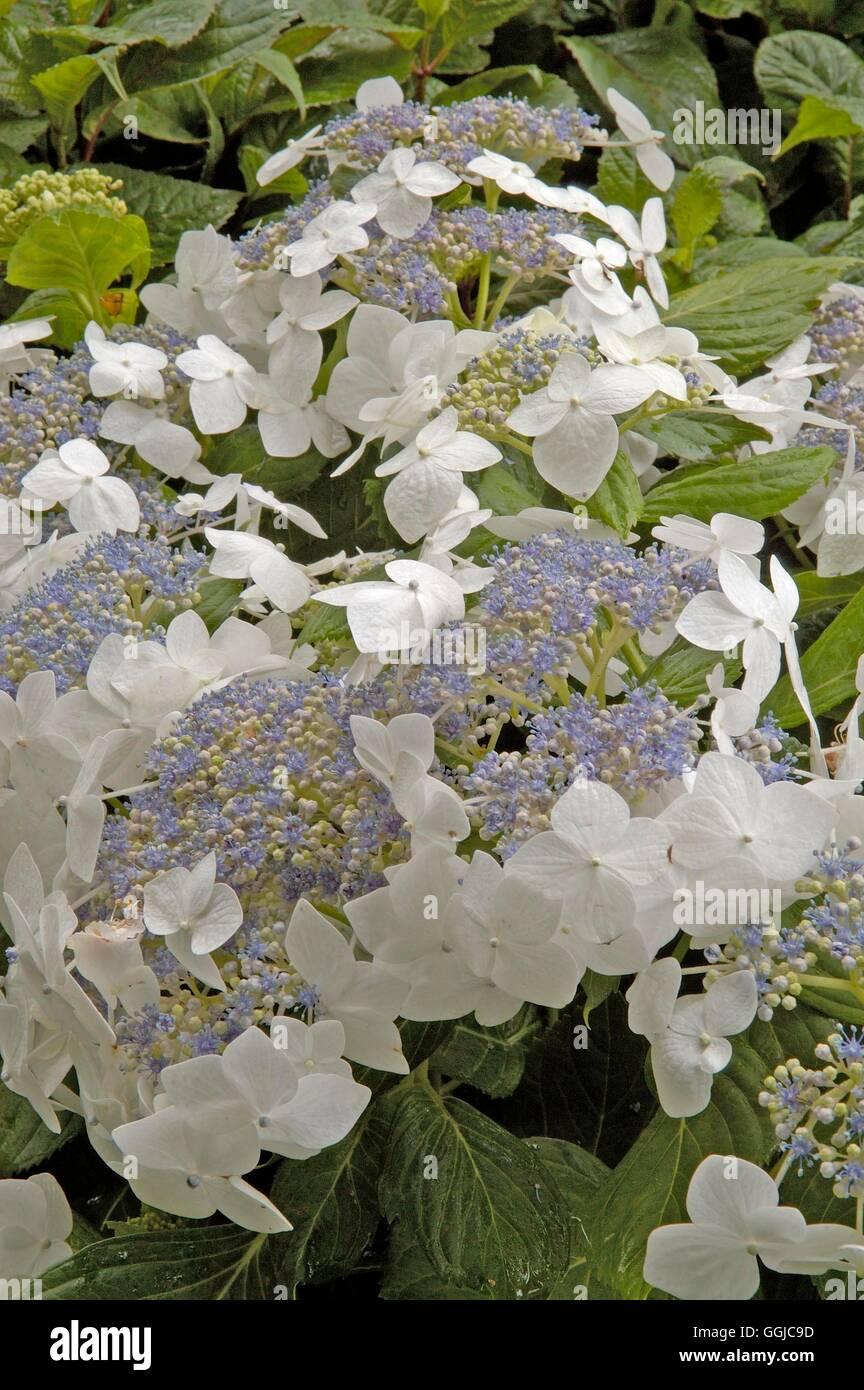 Hydrangea Macrophylla Lanarth White - View 8 from www redcrocus com