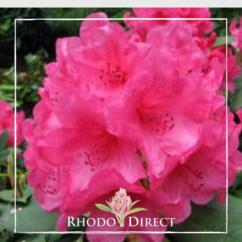 Rhododendron Anna Rose Whitney - View 10 from www redcrocus com