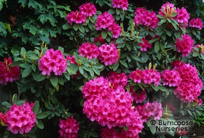 Rhododendron Anna Rose Whitney - View 11 from www redcrocus com