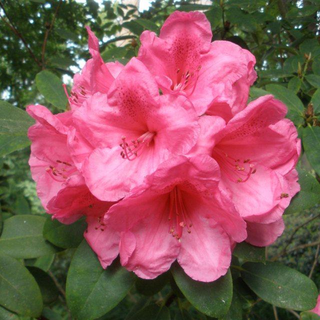 Rhododendron Anna Rose Whitney - View 12 from www redcrocus com