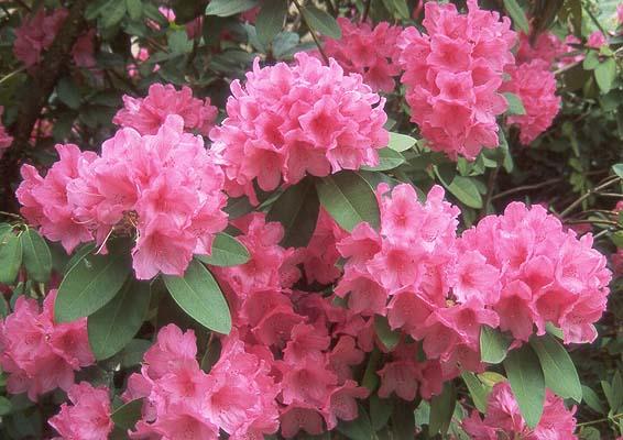 Rhododendron Anna Rose Whitney - View 13 from www redcrocus com