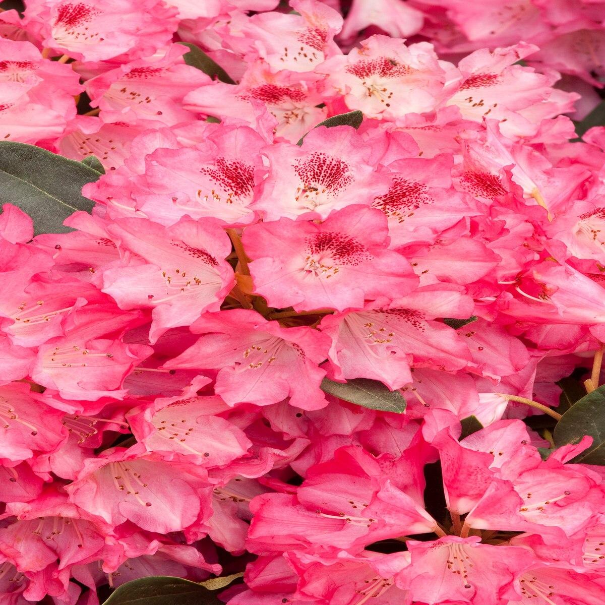 Rhododendron Anna Rose Whitney - View 15 from www redcrocus com