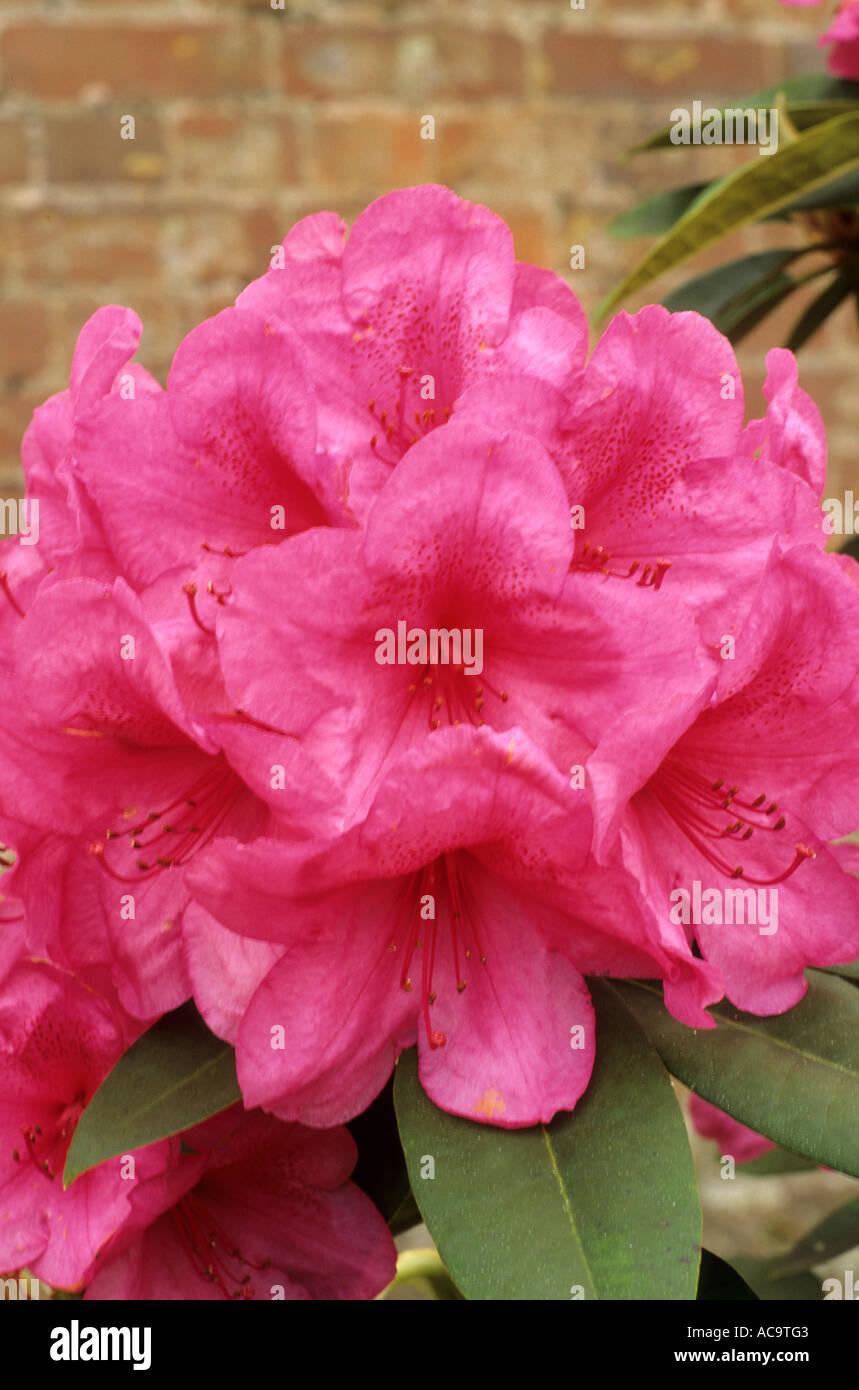 Rhododendron Anna Rose Whitney - View 17 from www redcrocus com