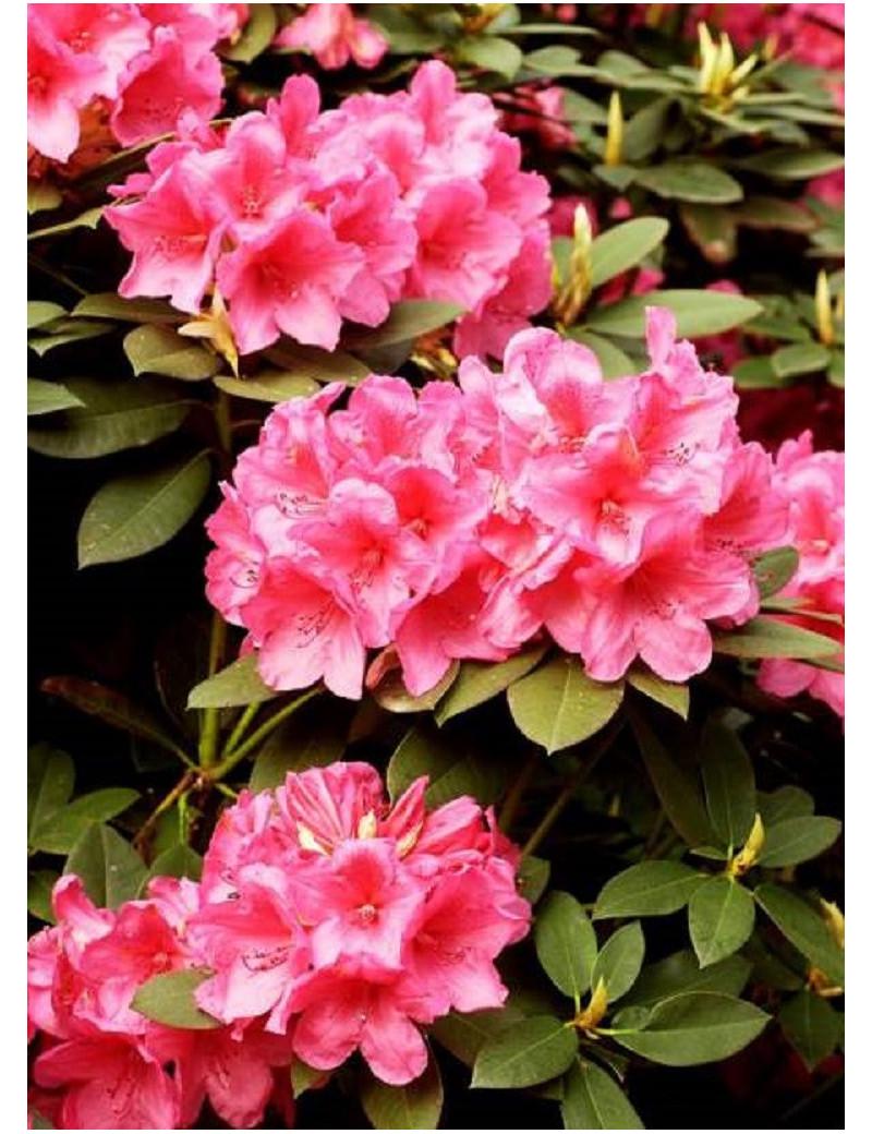 Rhododendron Anna Rose Whitney - View 2 from www redcrocus com