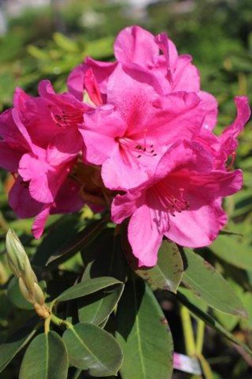 Rhododendron Anna Rose Whitney - View 4 from www redcrocus com