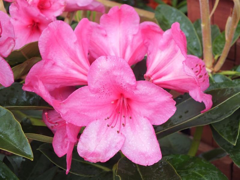 Rhododendron Anna Rose Whitney - View 5 from www redcrocus com