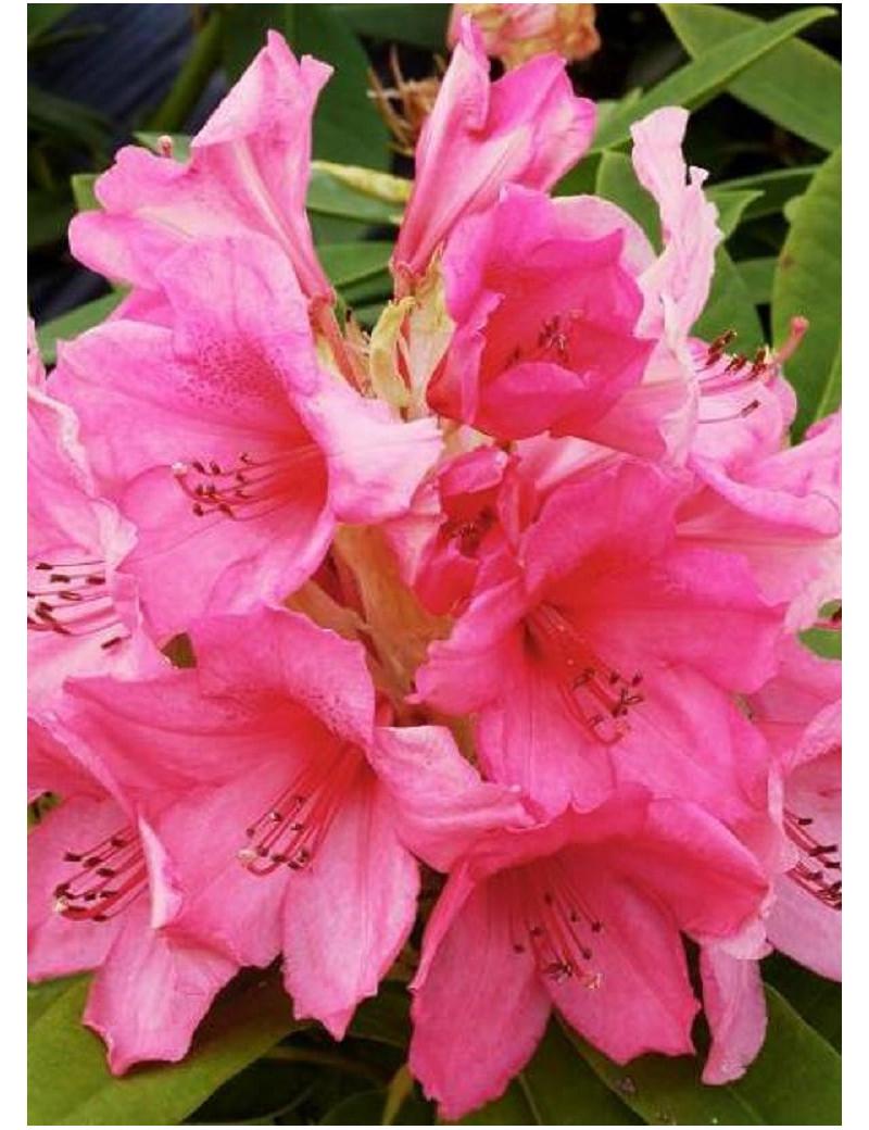 Rhododendron Anna Rose Whitney - View 6 from www redcrocus com