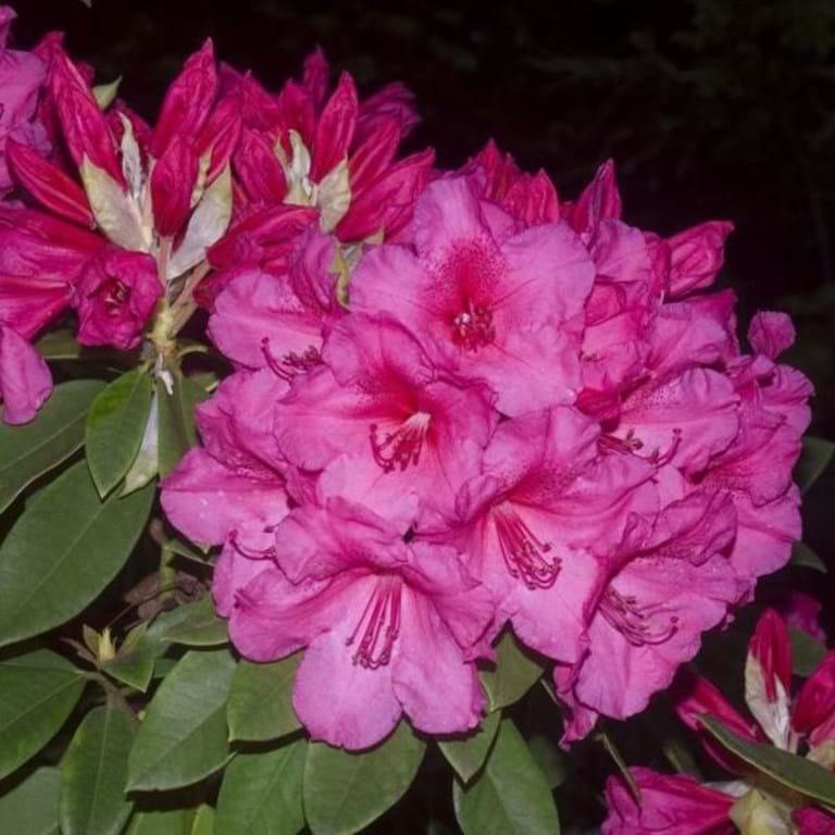 Rhododendron Anna Rose Whitney - View 9 from www redcrocus com