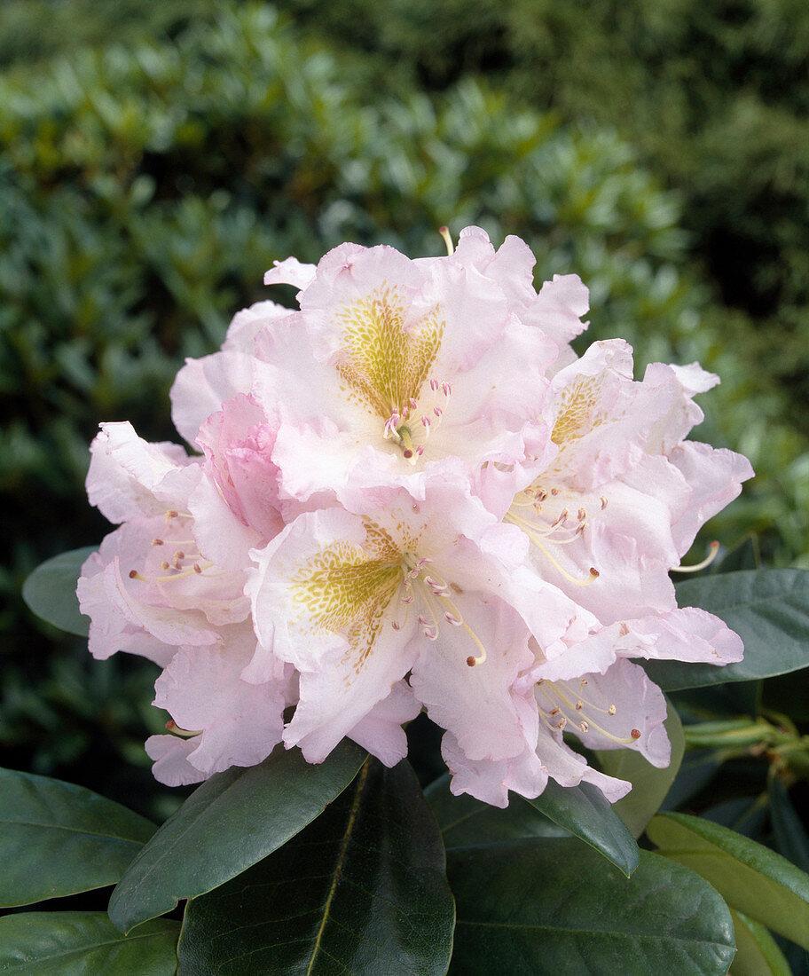 Rhododendron Janet Blair - View 10 from www redcrocus com