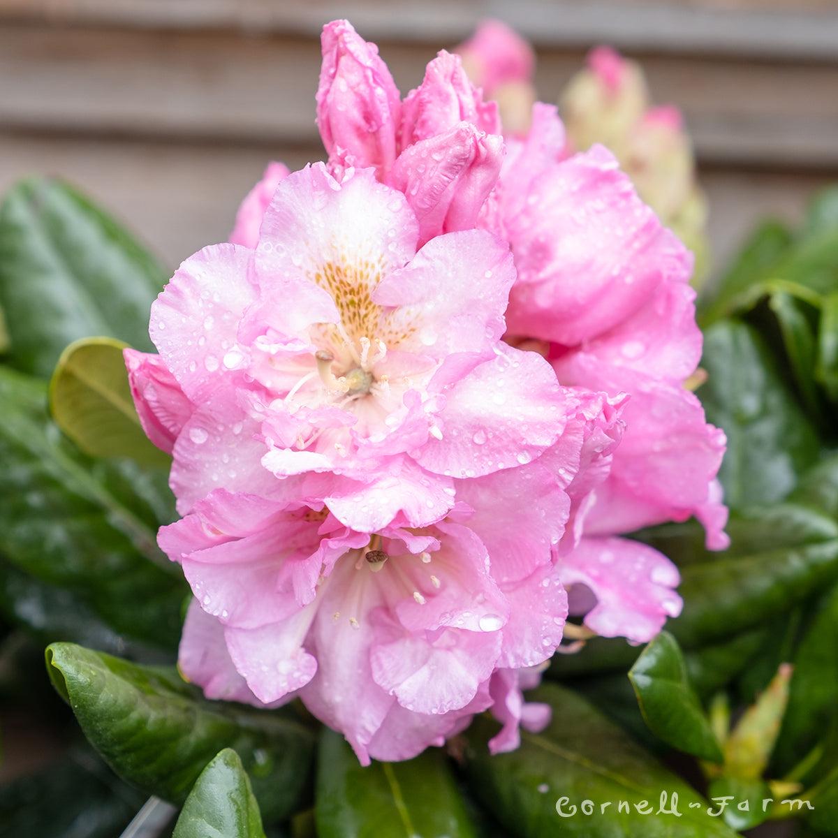 Rhododendron Janet Blair - View 11 from www redcrocus com