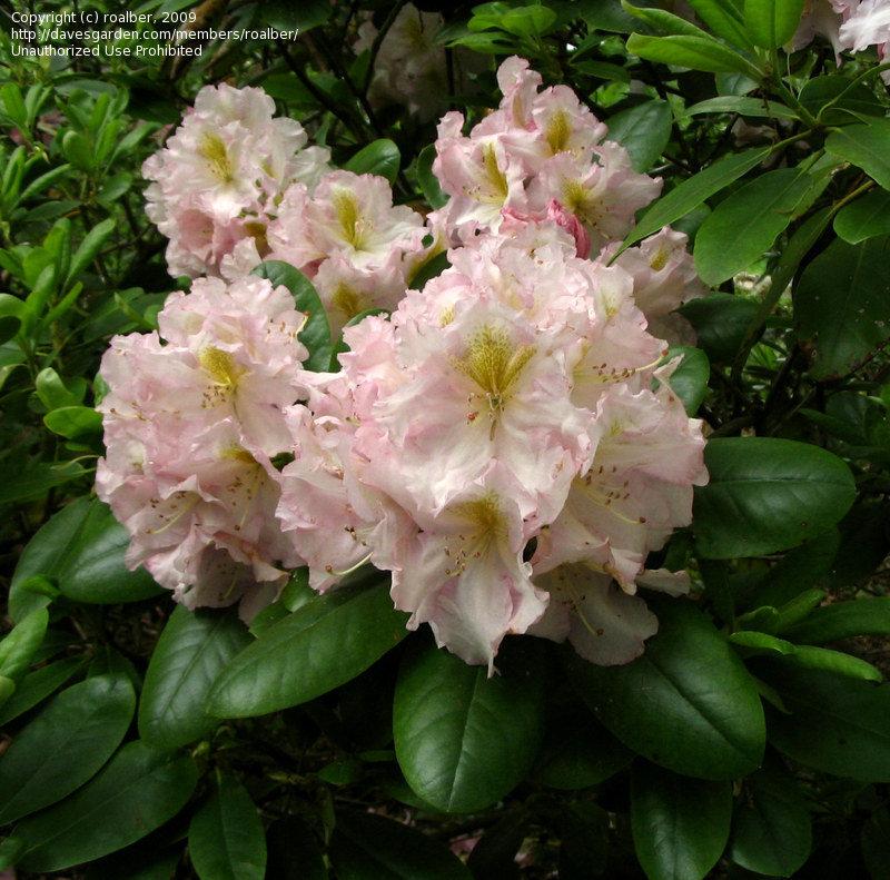 Rhododendron Janet Blair - View 12 from www redcrocus com