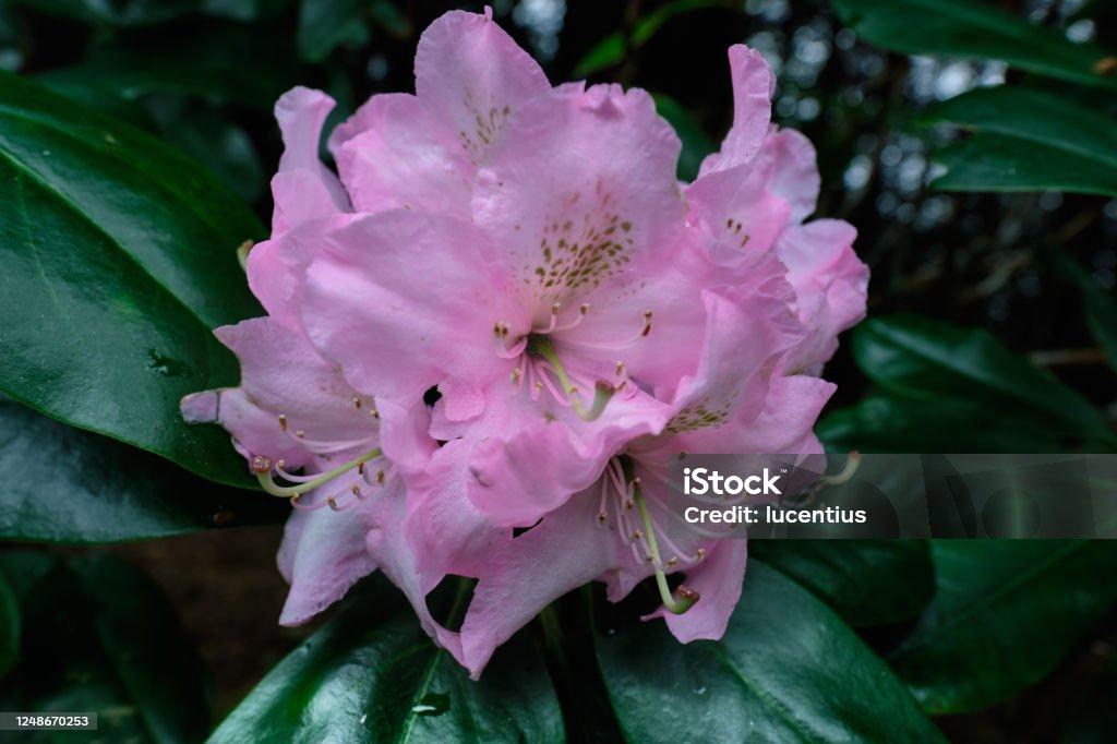 Rhododendron Janet Blair - View 14 from www redcrocus com
