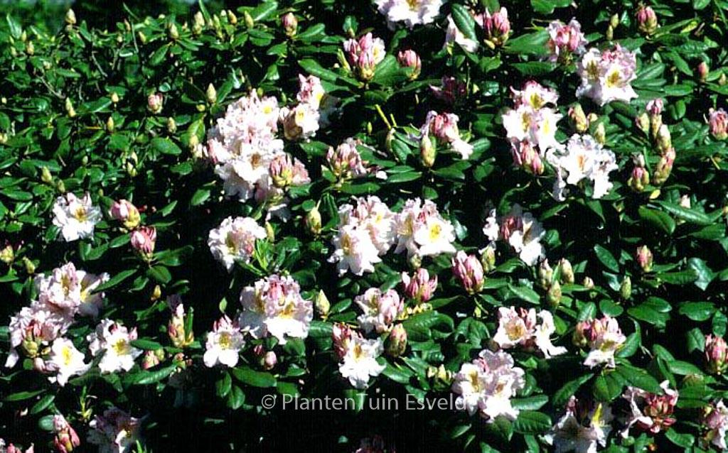 Rhododendron Janet Blair - View 15 from www redcrocus com