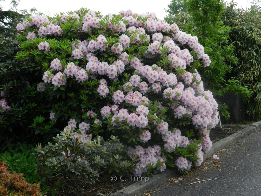 Rhododendron Janet Blair - View 16 from www redcrocus com