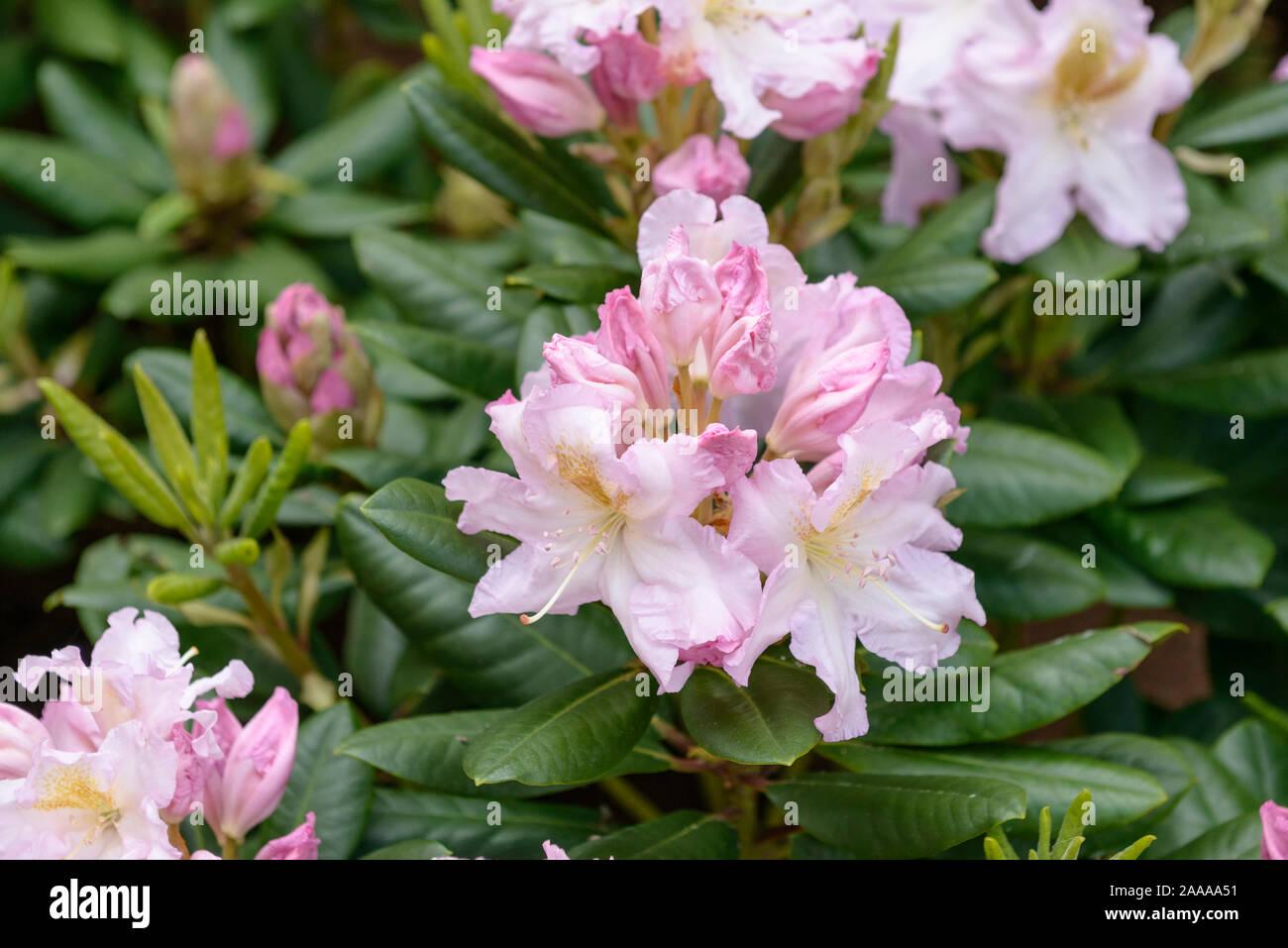 Rhododendron Janet Blair - View 1 from www redcrocus com