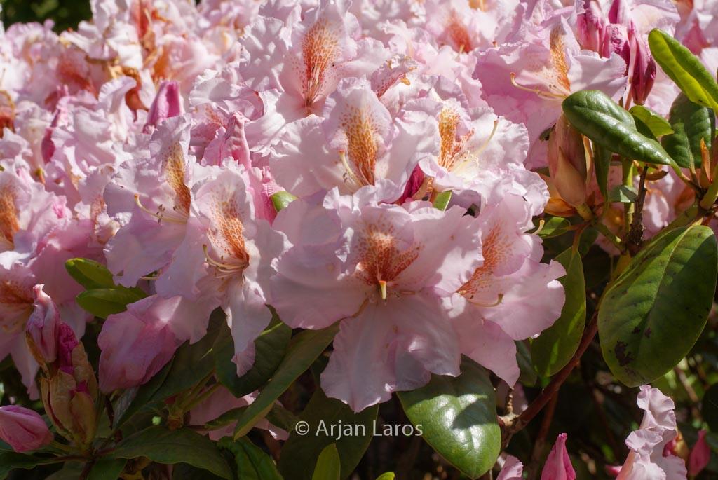 Rhododendron Janet Blair - View 2 from www redcrocus com