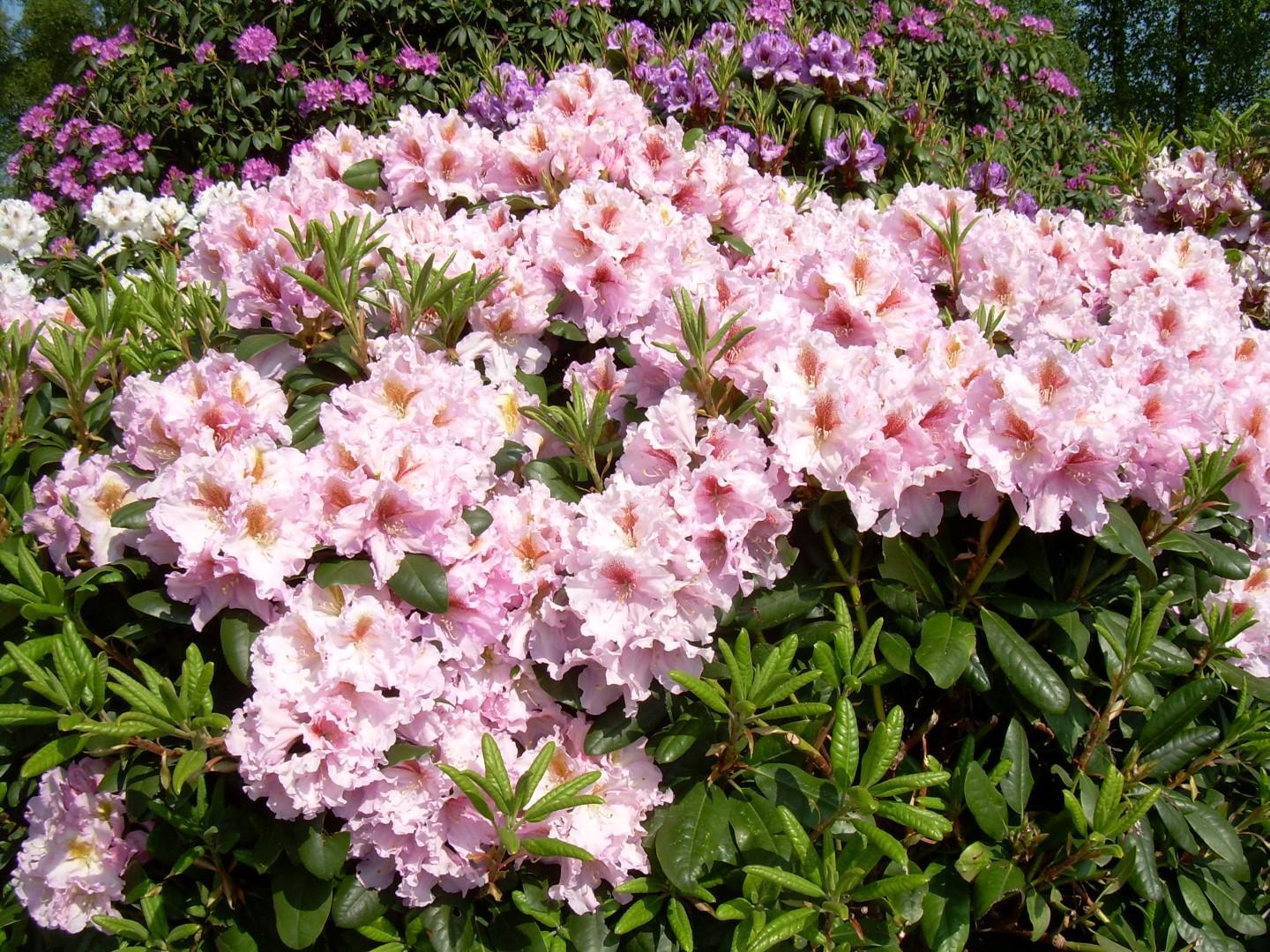 Rhododendron Janet Blair - View 3 from www redcrocus com