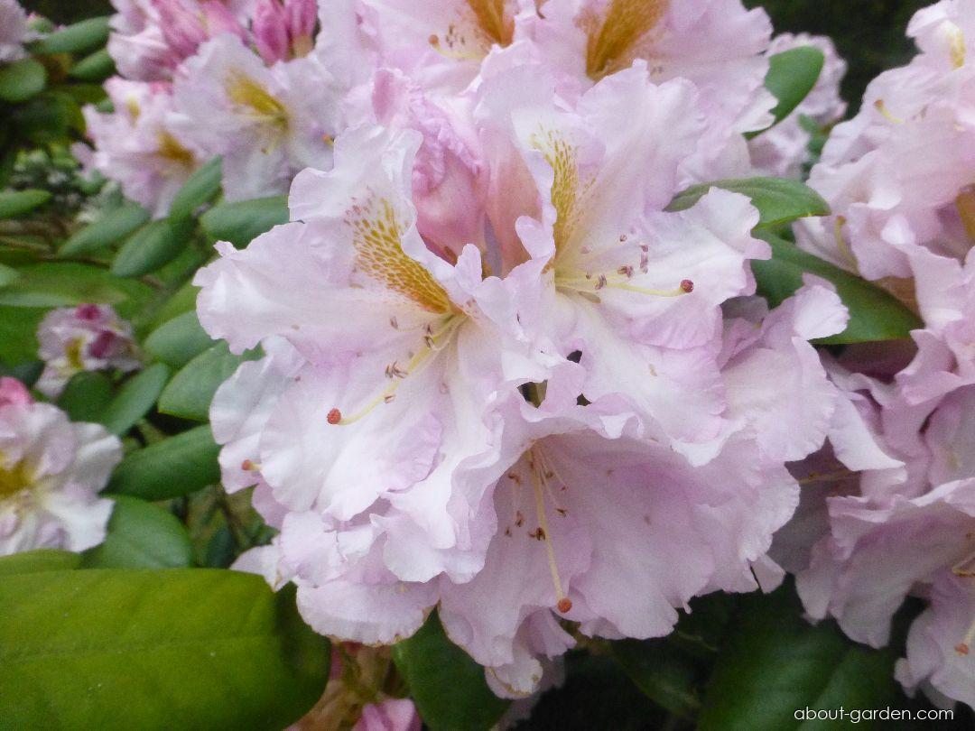 Rhododendron Janet Blair - View 4 from www redcrocus com
