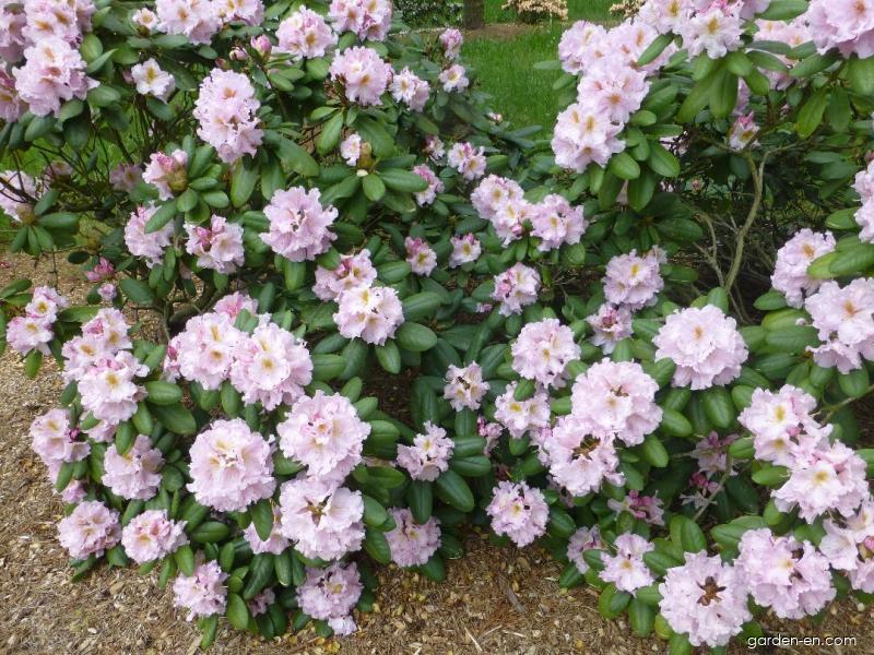 Rhododendron Janet Blair - View 9 from www redcrocus com