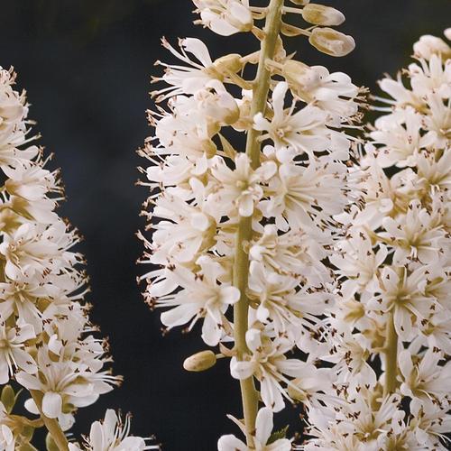 Clethra Alnifolia Vanilla Spice - View 11 from www redcrocus com