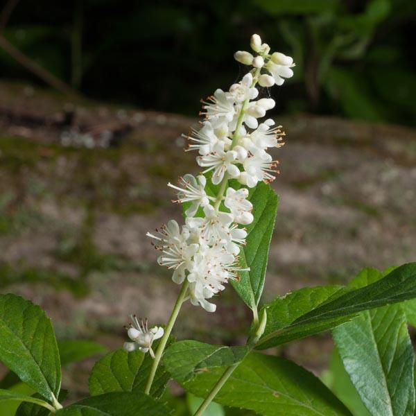 Clethra Alnifolia Vanilla Spice - View 12 from www redcrocus com