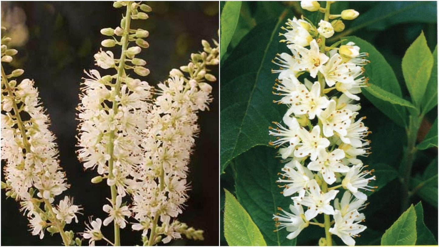 Clethra Alnifolia Vanilla Spice - View 17 from www redcrocus com