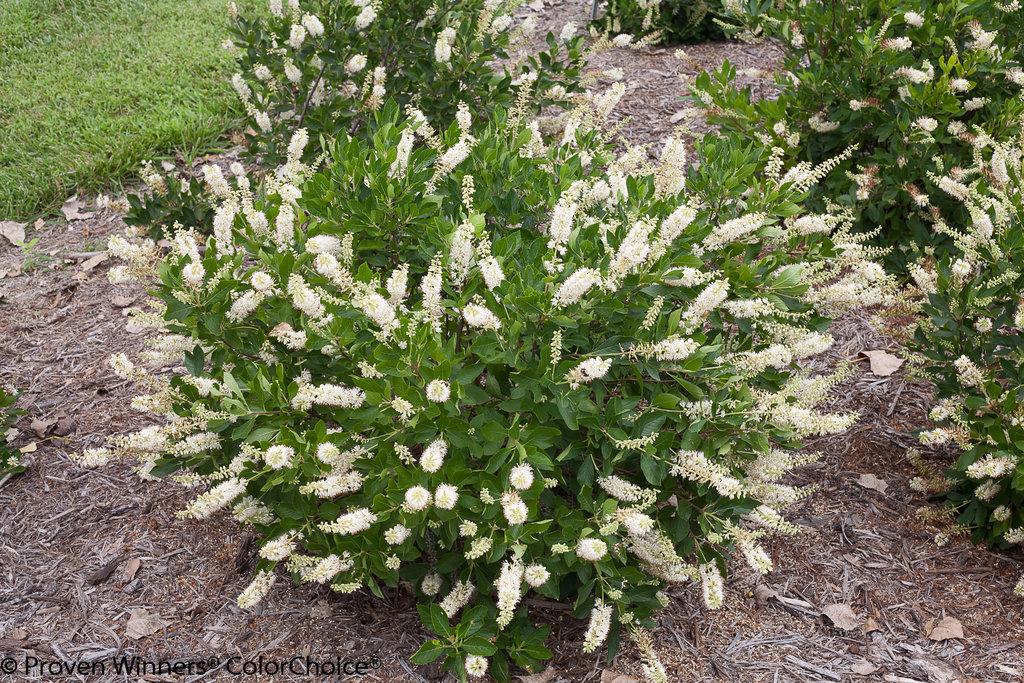 Clethra Alnifolia Vanilla Spice - View 2 from www redcrocus com