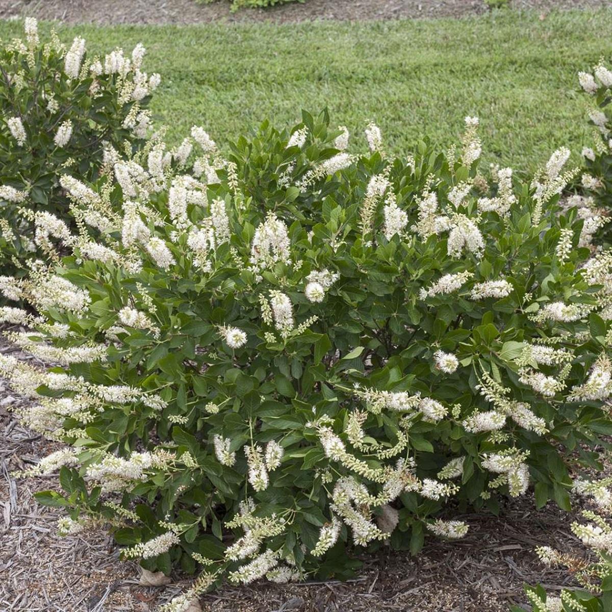 Clethra Alnifolia Vanilla Spice - View 4 from www redcrocus com