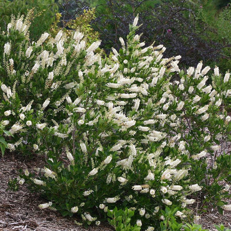 Clethra Alnifolia Vanilla Spice - View 8 from www redcrocus com