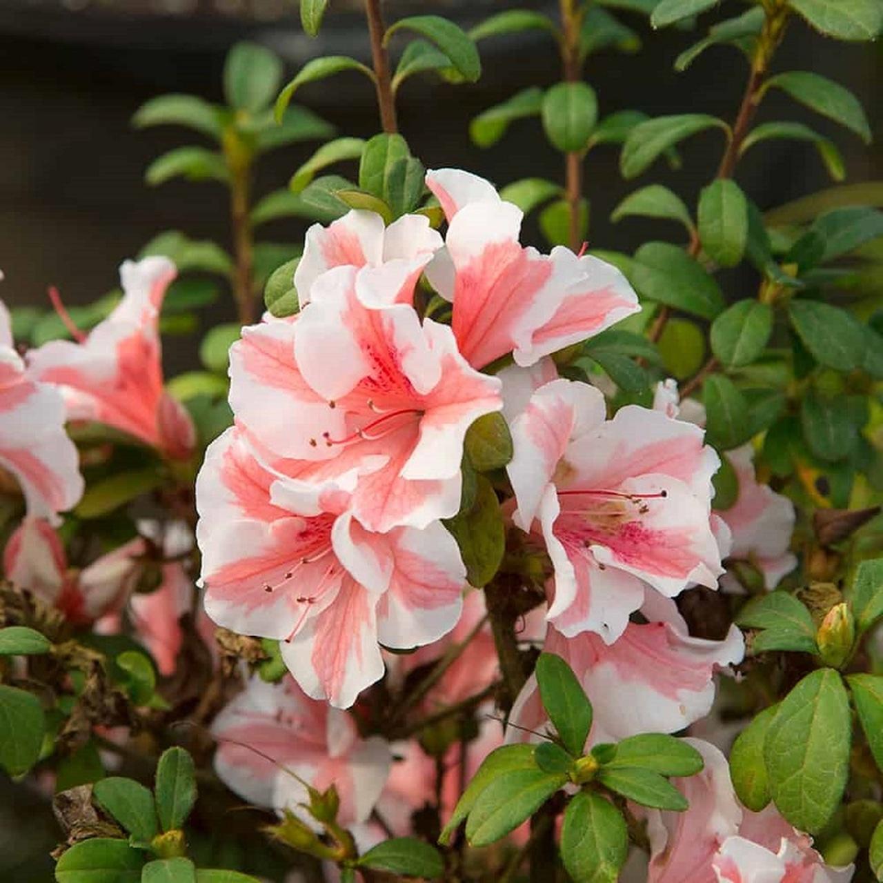 Azalea 'autumn Starburst Encore' - View 10 from www redcrocus com