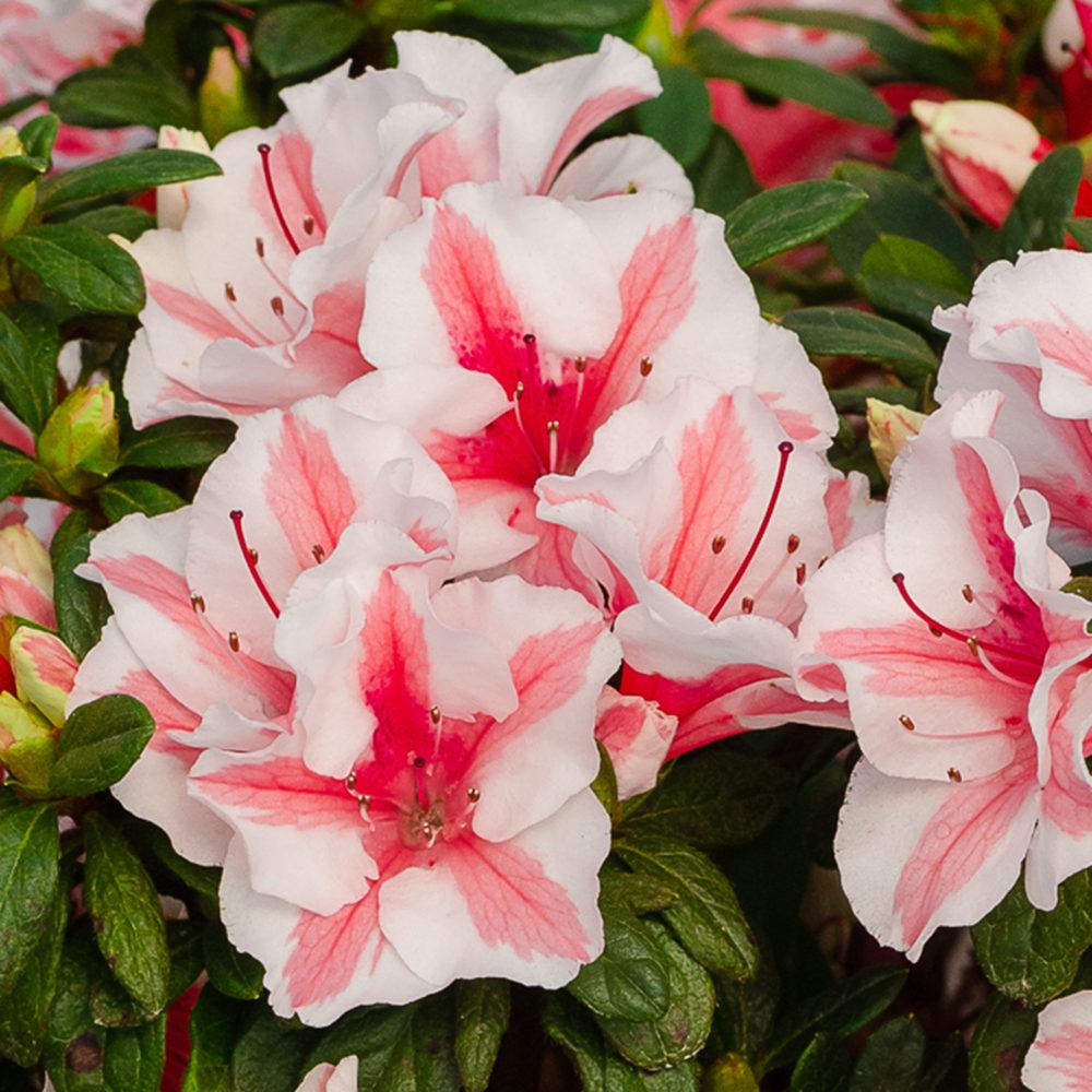 Azalea 'autumn Starburst Encore' - View 11 from www redcrocus com