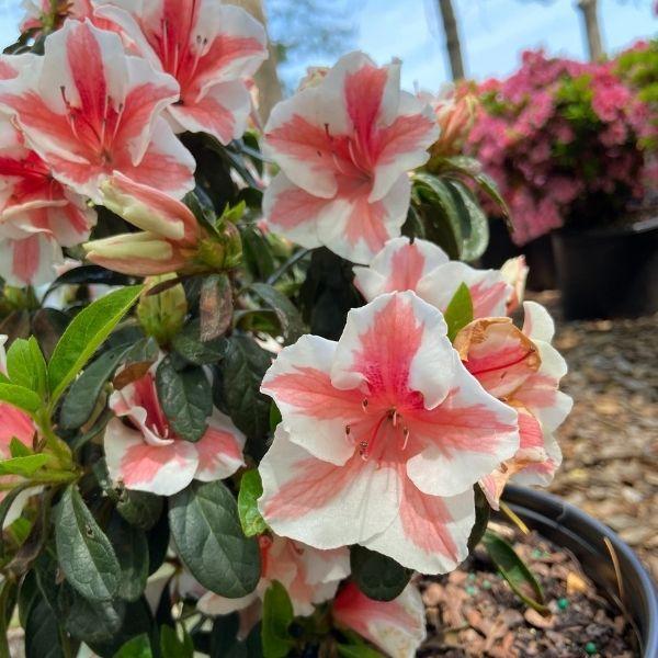Azalea 'autumn Starburst Encore' - View 19 from www redcrocus com