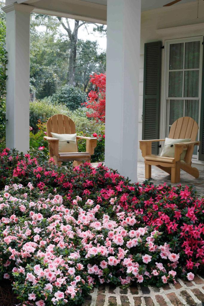 Azalea 'autumn Starburst Encore' - View 22 from www redcrocus com
