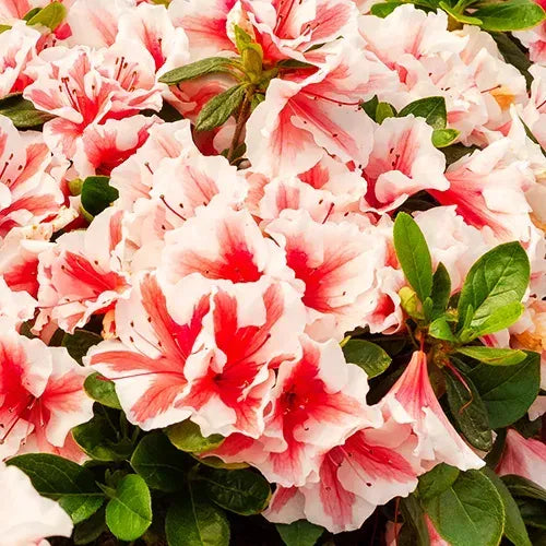Azalea 'autumn Starburst Encore' - View 23 from www redcrocus com
