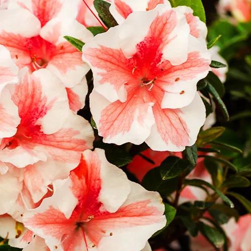 Azalea 'autumn Starburst Encore' - View 25 from www redcrocus com