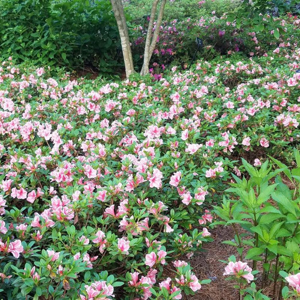 Azalea 'autumn Starburst Encore' - View 2 from www redcrocus com