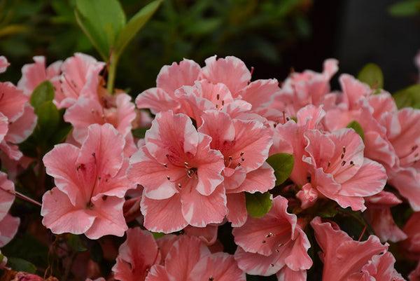 Azalea 'autumn Starburst Encore' - View 33 from www redcrocus com