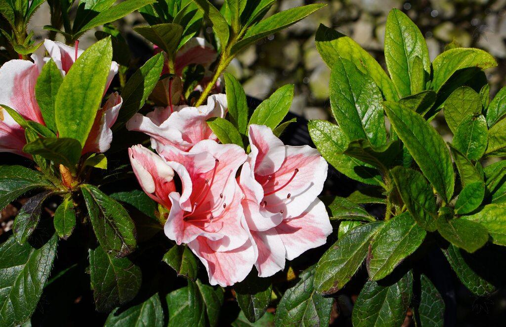 Azalea 'autumn Starburst Encore' - View 35 from www redcrocus com