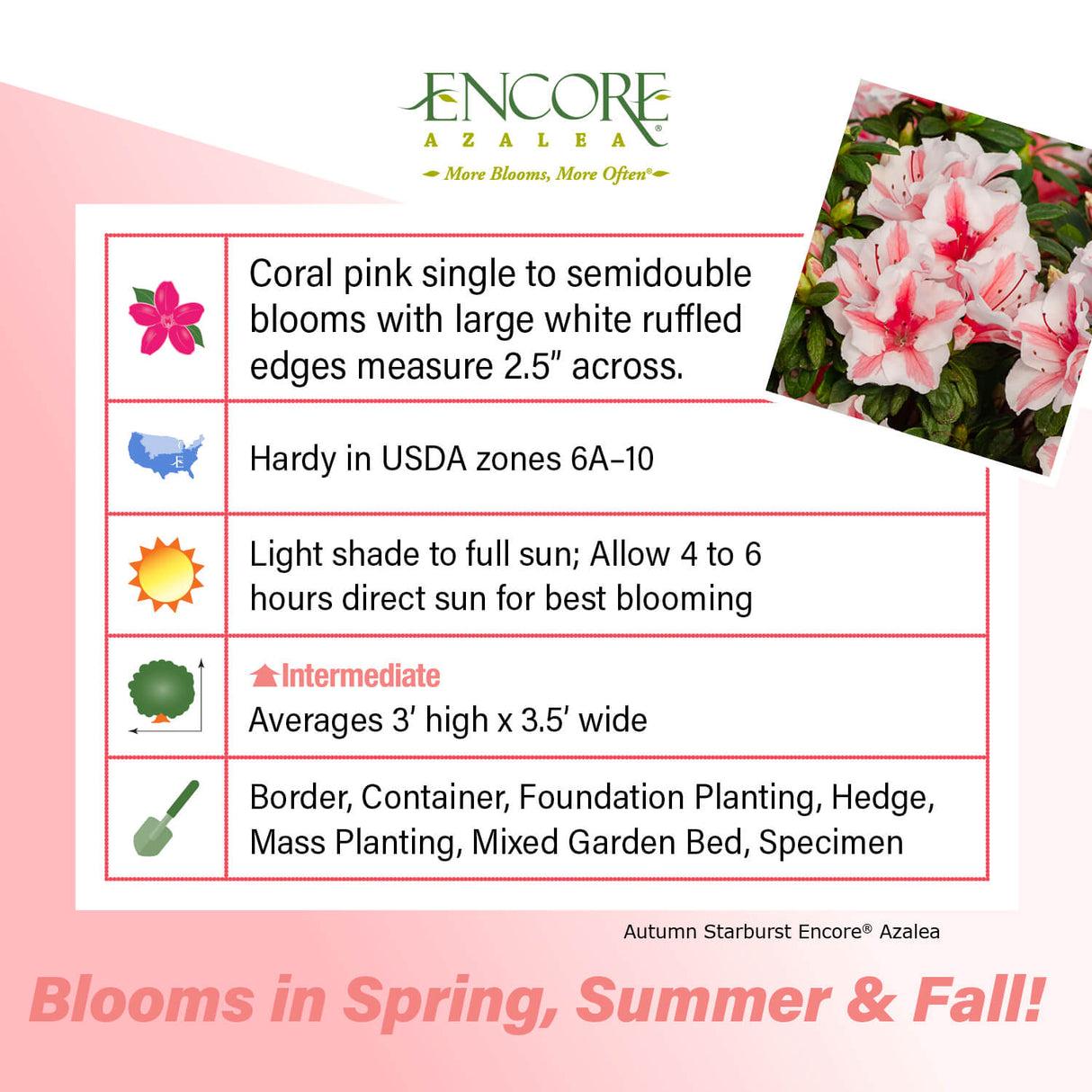 Azalea 'autumn Starburst Encore' - View 37 from www redcrocus com